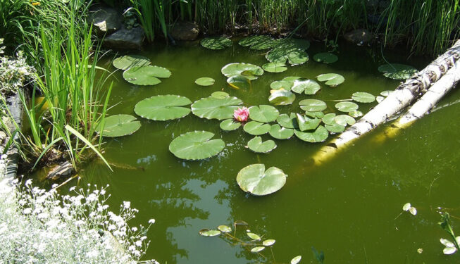 Der-Perfekte-Gartenteich-001