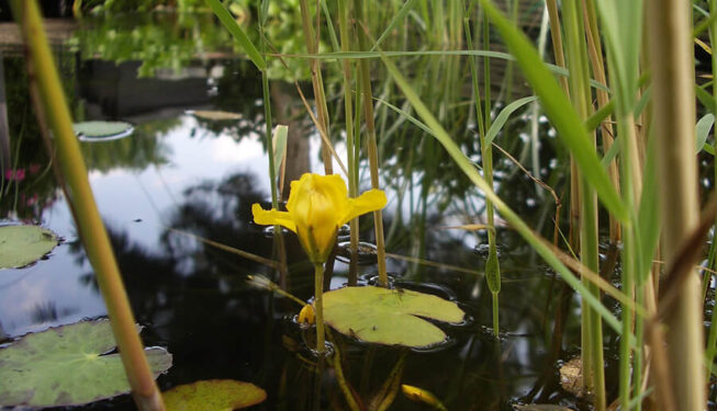 Der-Perfekte-Gartenteich-004