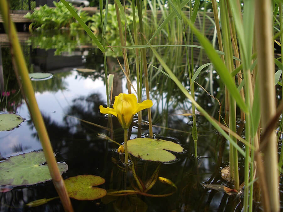 Der-Perfekte-Gartenteich-004